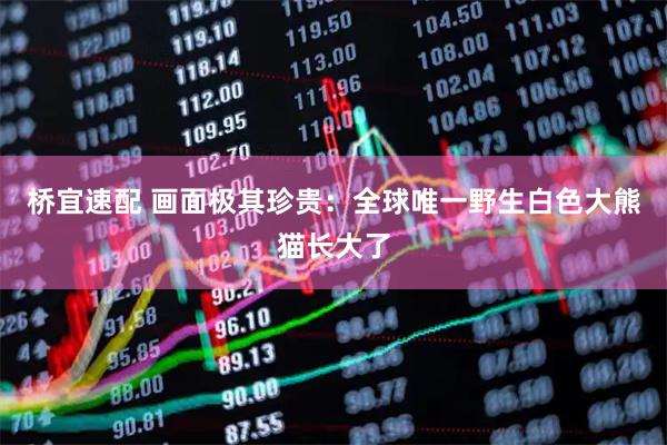桥宜速配 画面极其珍贵：全球唯一野生白色大熊猫长大了